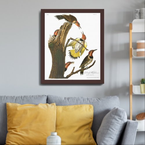 Audobon Northern Flicker GoldenWinged Woodpecker Framed Art