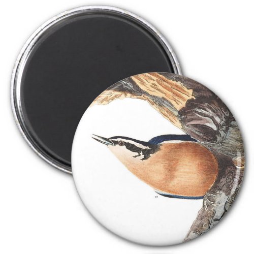 Audobon Red_Breasted Nuthatch Magnet