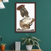 Audobon Red-Tailed Hawk