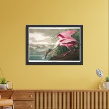 Audobon Roseate Spoonbill