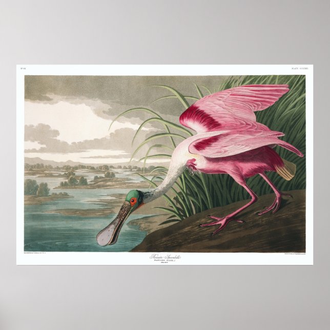 Audobon Roseate Spoonbill Framed Art (Front)