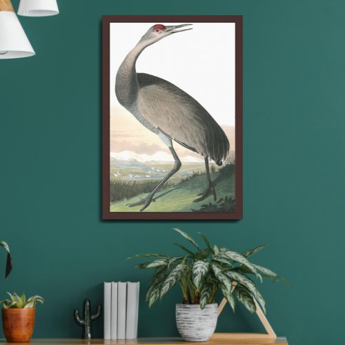 Audobon Sandhill Crane Hooping Crane Framed Art