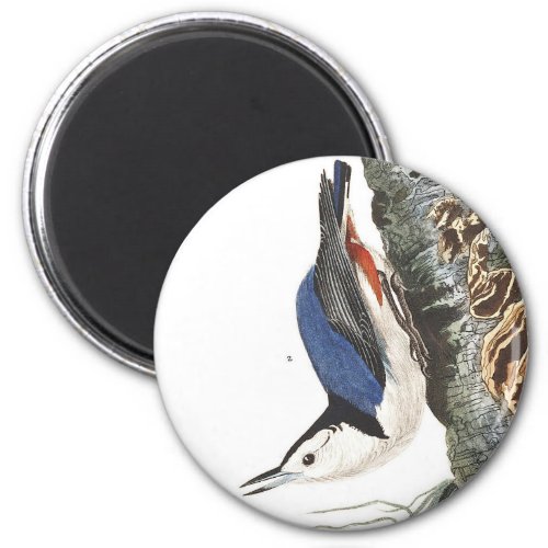 Audobon White_Breasted Nuthatch Black capped Magnet