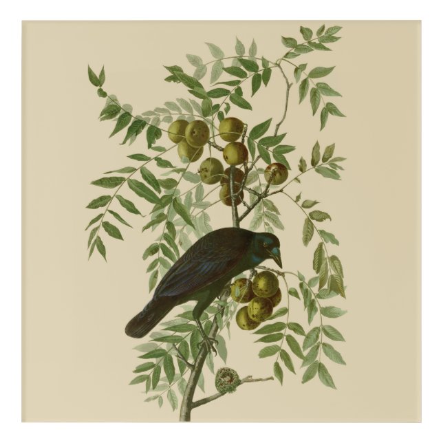 Audubon American Crow Black Bird Acrylic Print (Front)