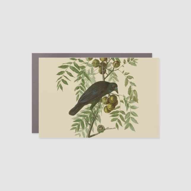 Audubon American Crow Black Bird Car Magnet (Front)