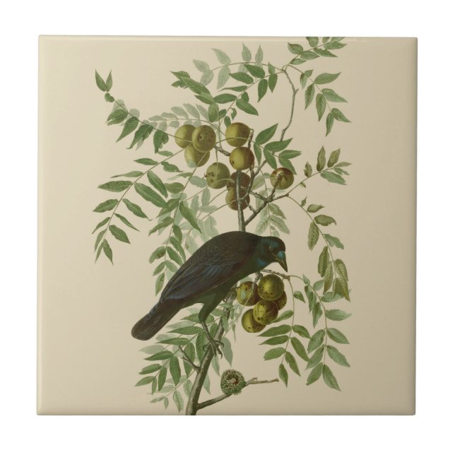 Audubon American Crow Black Bird Ceramic Tile (Front)