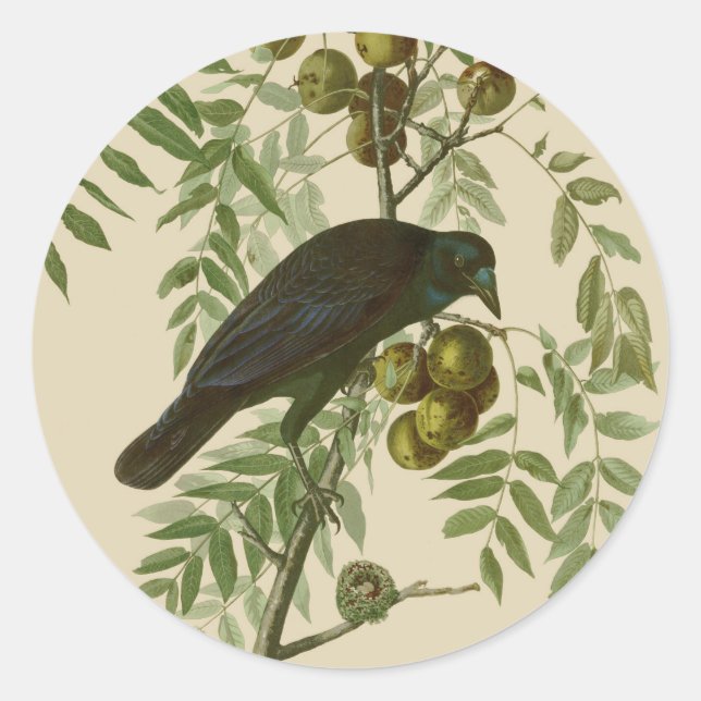 Audubon American Crow Black Bird Classic Round Sticker (Front)