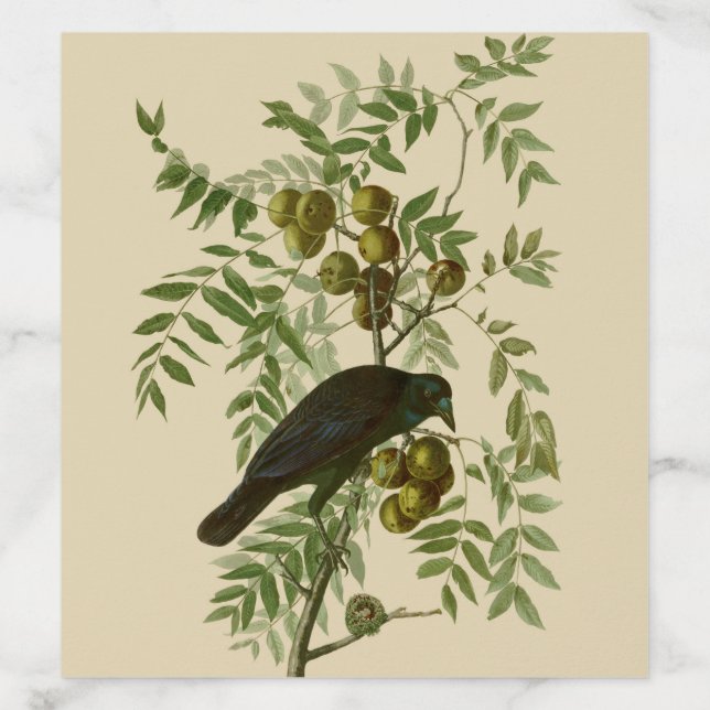 Audubon American Crow Black Bird Envelope Liner (Design)