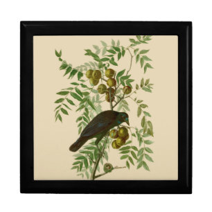 Audubon American Crow Black Bird Gift Box