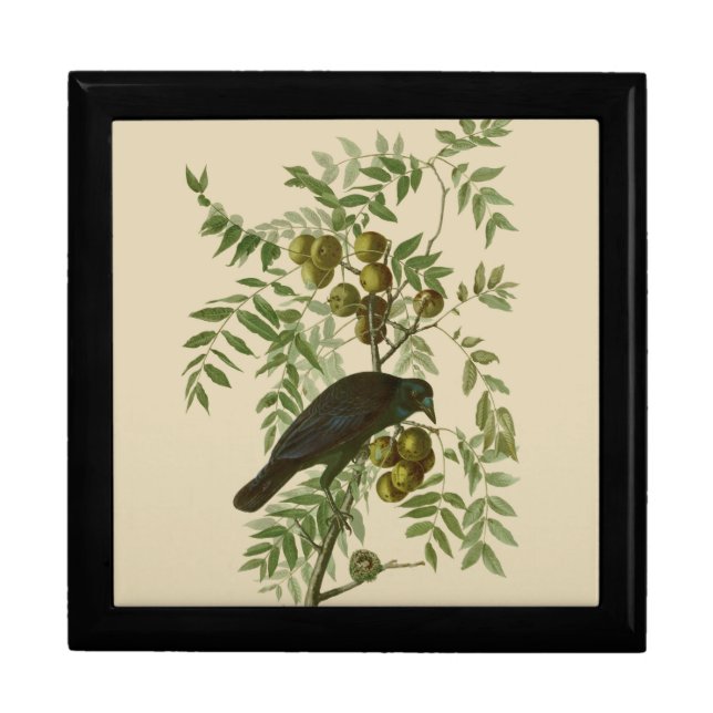 Audubon American Crow Black Bird Gift Box (Front)