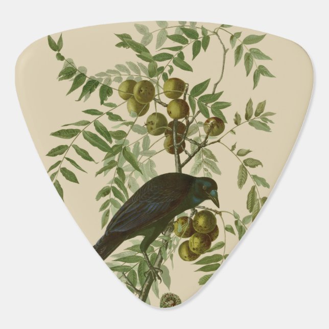 Audubon American Crow Black Bird Guitar Pick (Back)
