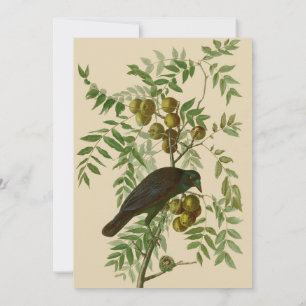 Audubon American Crow Black Bird Invitation