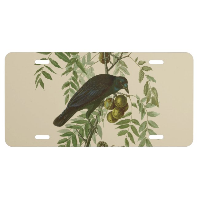 Audubon American Crow Black Bird License Plate (Front)