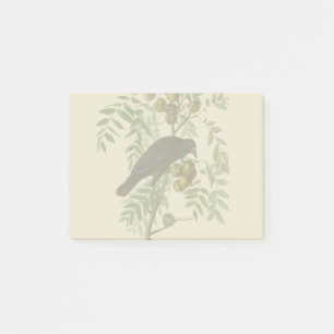 Audubon American Crow Black Bird Post-it Notes