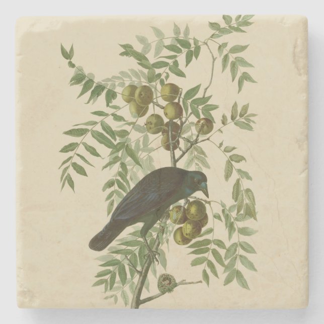 Audubon American Crow Black Bird Stone Coaster (Front)