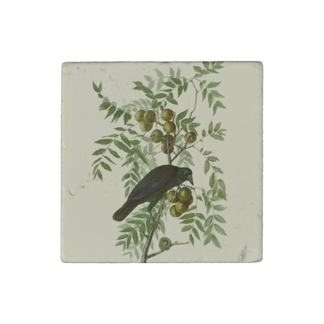 Audubon American Crow Black Bird Stone Magnet (Fourth Magnet)