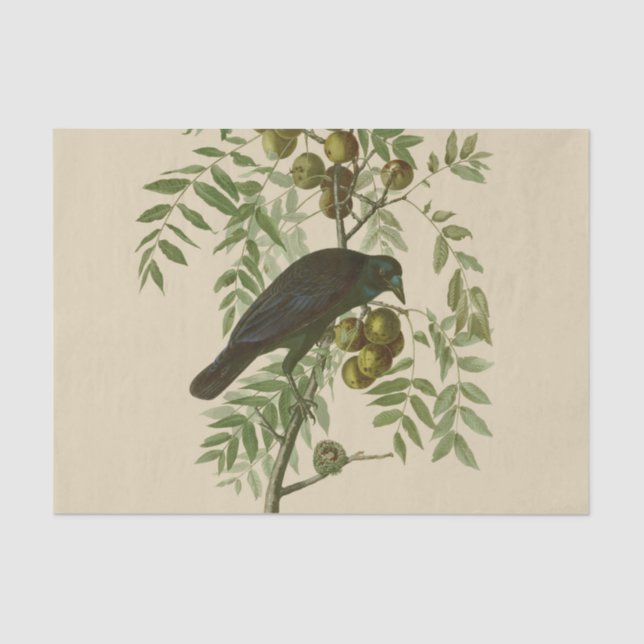 Audubon American Crow Black Bird Tissue Paper (Front)