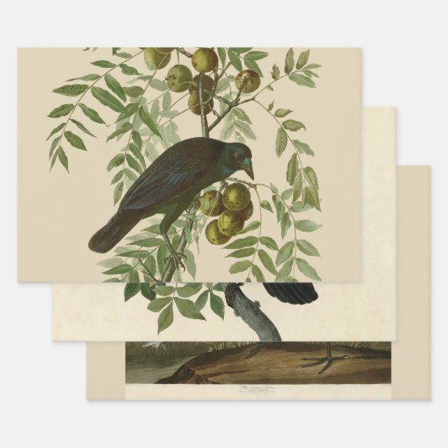 Audubon American Crow Black Bird Wrapping Paper Sheets (Set)