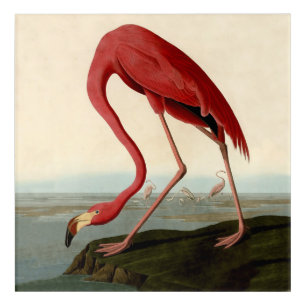 Audubon American Flamingo Acrylic Print