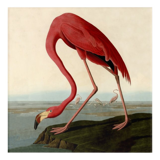 Audubon American Flamingo Acrylic Print (Front)
