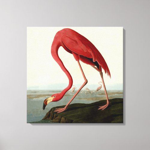 Audubon American Flamingo Canvas Print