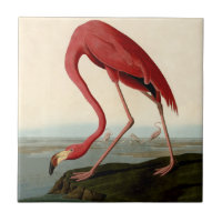 Audubon American Flamingo