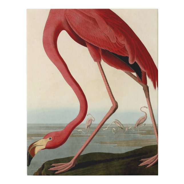 Audubon American Flamingo Faux Canvas Print (Front)