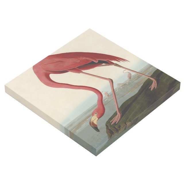 Audubon American Flamingo Gallery Wrap (3/4)