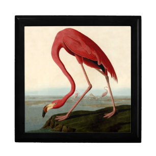 Audubon American Flamingo Gift Box