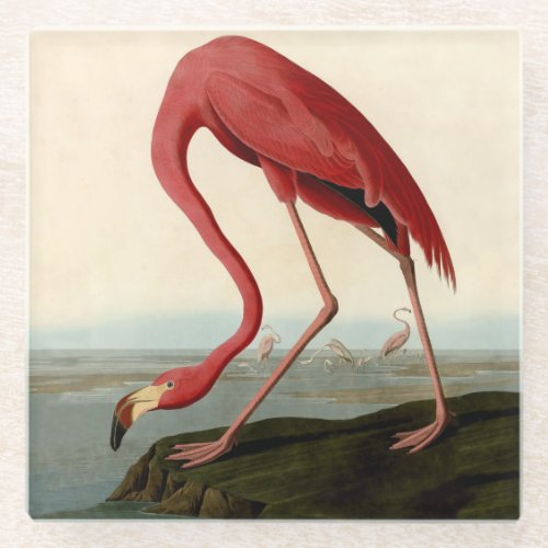 Audubon American Flamingo Glass Coaster