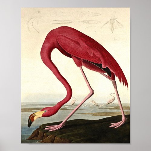 Audubon American Flamingo John James Audubon Poster