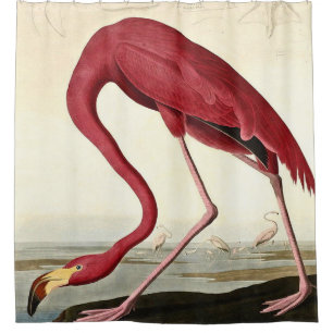 Audubon American Flamingo John James Audubon Shower Curtain