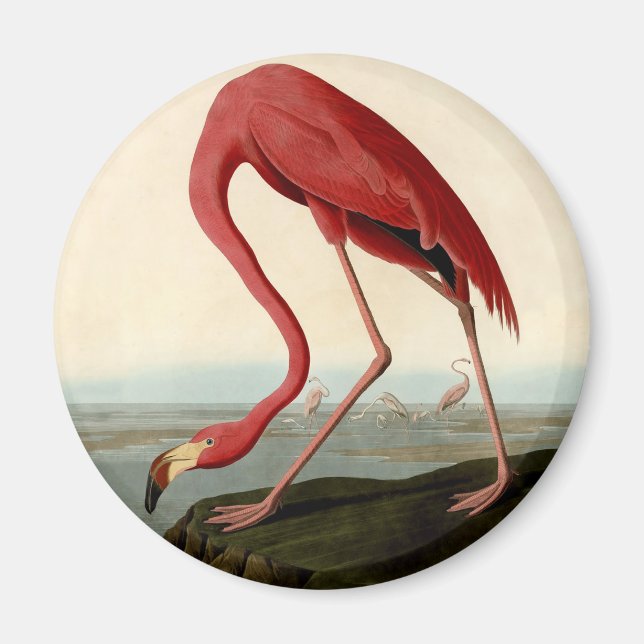 Audubon American Flamingo Magnet (Front)