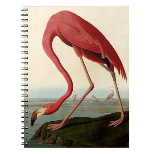 Audubon American Flamingo Notebook