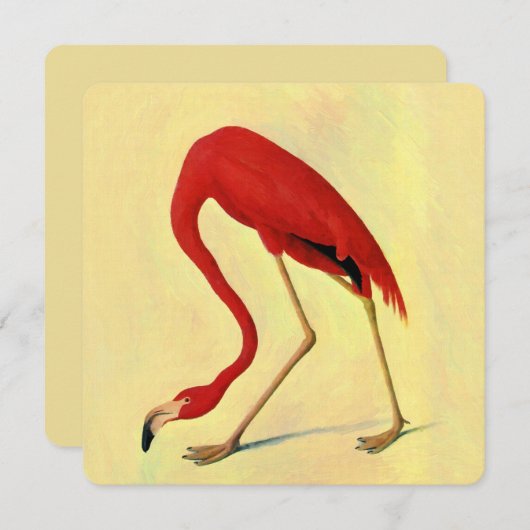 Audubon American Flamingo Painting (Front/Back)