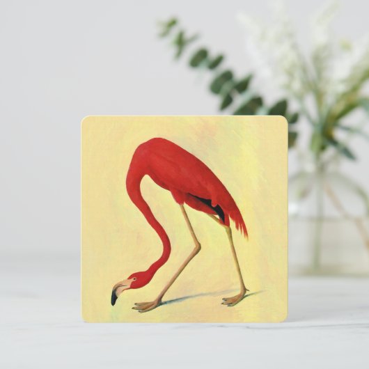 Audubon American Flamingo Painting (Standing Front)