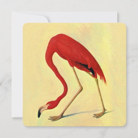 Audubon American Flamingo Painting (Front)