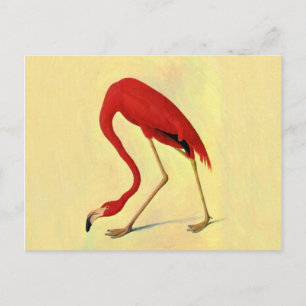Audubon American Flamingo Painting Postcard