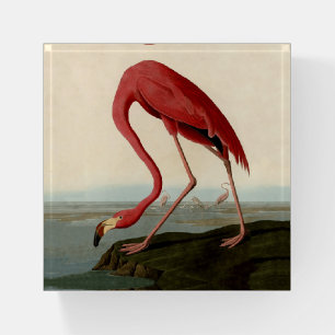 Audubon American Flamingo Paperweight