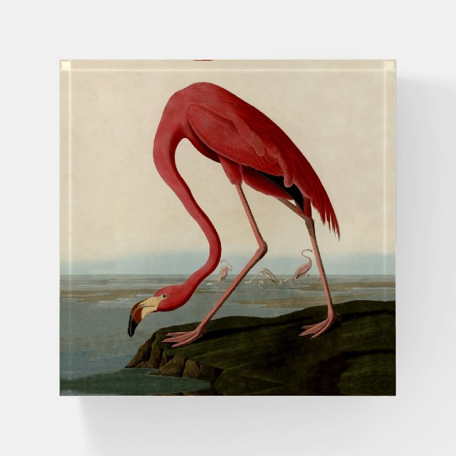 Audubon American Flamingo Paperweight (Front)