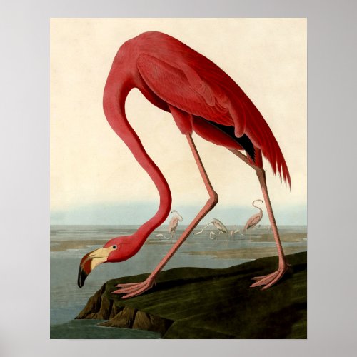 Audubon American Flamingo Poster