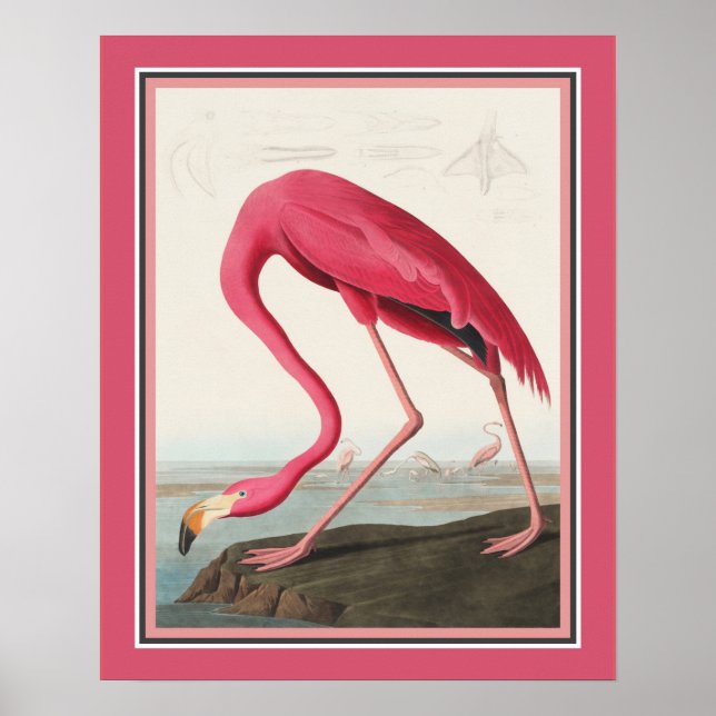 Audubon American Flamingo Poster (Front)