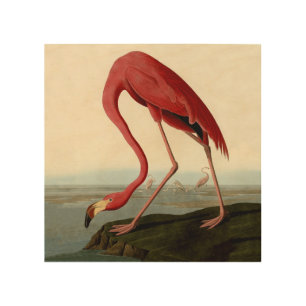 Audubon American Flamingo Wood Wall Art