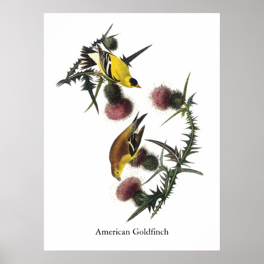 Audubon American Goldfinch Poster