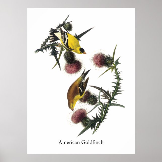Audubon American Goldfinch Poster (Front)