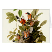 Audubon American Robin Wildlife Bird Illustration (Front Horizontal)