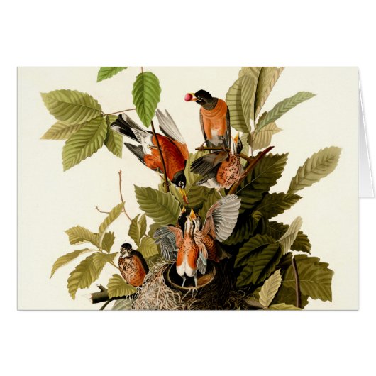 Audubon American Robin Wildlife Bird Illustration (Front Horizontal)