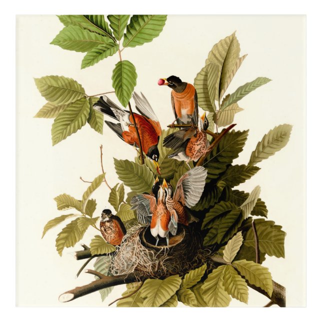 Audubon American Robin Wildlife Bird Illustration Acrylic Print (Front)