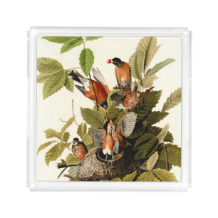 Audubon American Robin Wildlife Bird Illustration Acrylic Tray