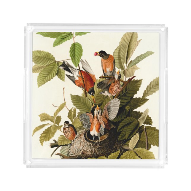 Audubon American Robin Wildlife Bird Illustration Acrylic Tray (Front)